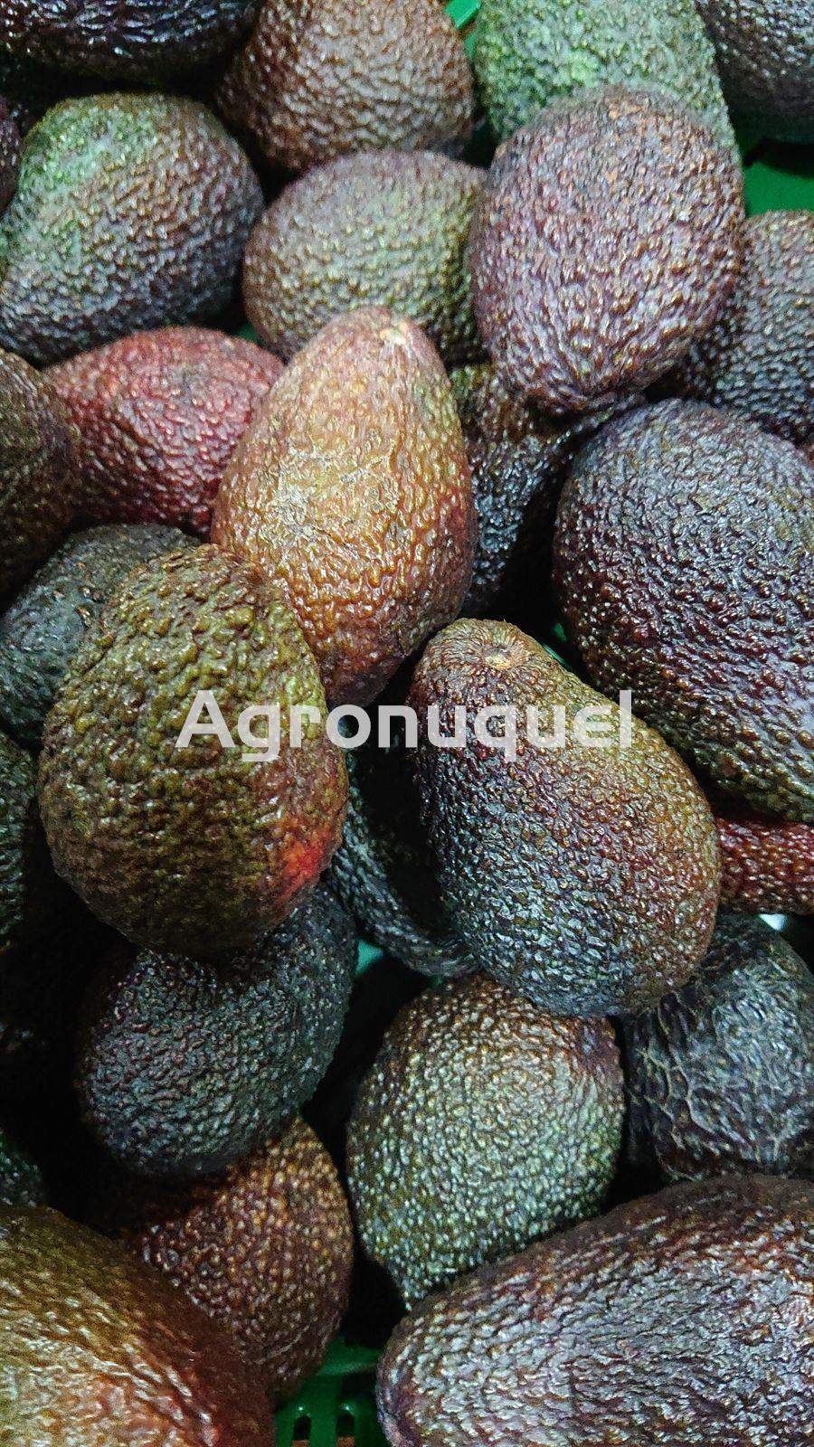 AGUACATE ECOLÓGICO - Imagen 1