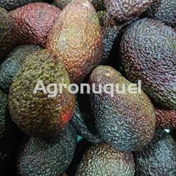 AGUACATE ECOLÓGICO - Imagen 1