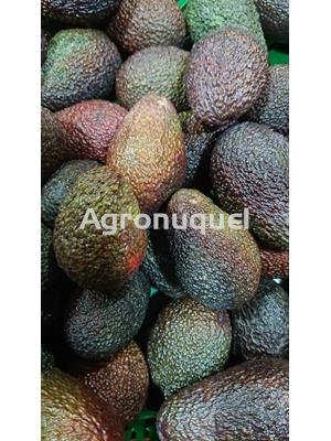 AGUACATE ECOLÓGICO - Imagen 1