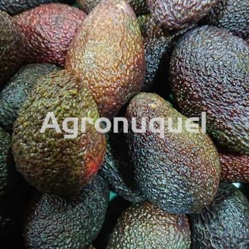 AGUACATE ECOLÓGICO - Imagen 1