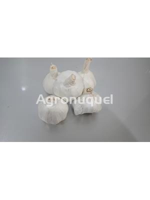 AJO MORADO - Ecológico - Imagen 1