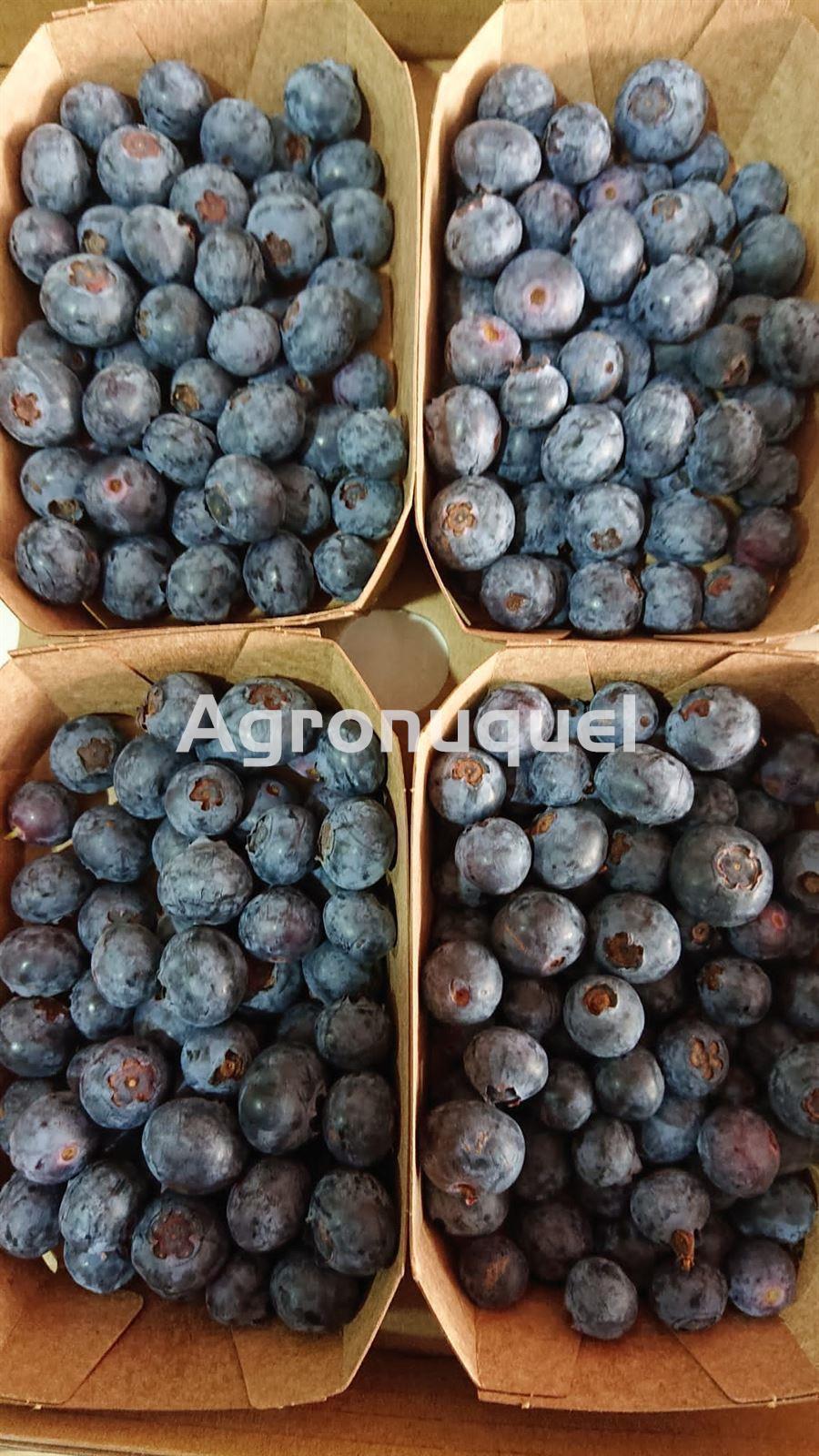ARÁNDANO ECOLÓGICO 250g - Imagen 1