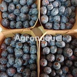 ARÁNDANO ECOLÓGICO 250g - Imagen 1