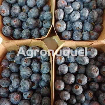 ARÁNDANO ECOLÓGICO 250g - Imagen 1