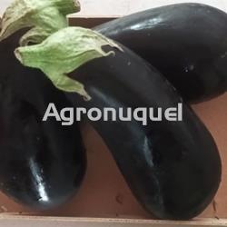 Berenjenas - Imagen 1