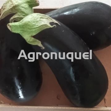 Berenjenas - Imagen 1