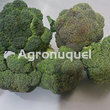 BRECOL ECOLOGICO - Imagen 1