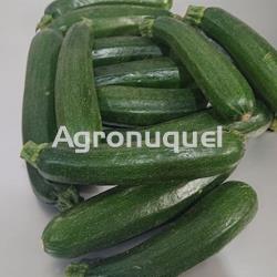 CALABACIN ECOLOGICO - Imagen 1