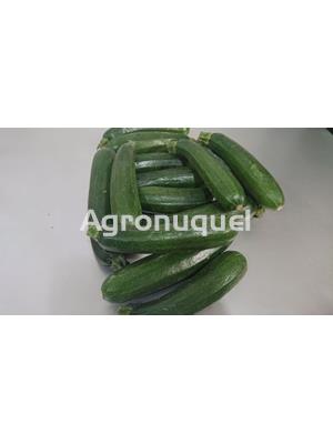 CALABACIN ECOLOGICO - Imagen 1