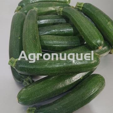 CALABACIN ECOLOGICO - Imagen 1