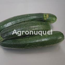 CALABACIN ECOLOGICO - Imagen 2