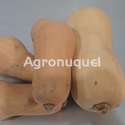 CALABAZA VIOLIN ECOLÓGICA - Imagen 1