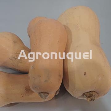 CALABAZA VIOLIN ECOLÓGICA - Imagen 1