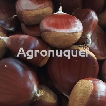 CASTAÑAS - Imagen 1