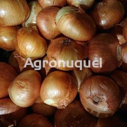 CEBOLLA BLANCA ECOLOGICA - Imagen 1