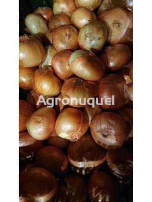 CEBOLLA BLANCA ECOLOGICA - Imagen 1