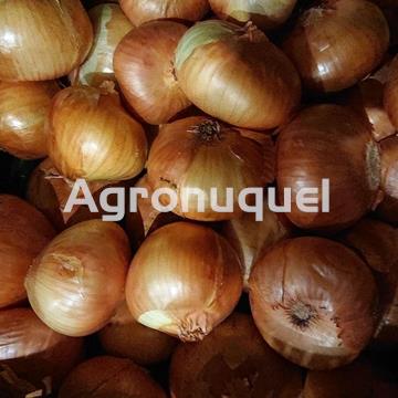 CEBOLLA BLANCA ECOLOGICA - Imagen 1