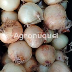 CEBOLLA BLANCA MINI - Imagen 1