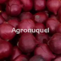 CEBOLLA ROJA ECOLOGICA - Imagen 1