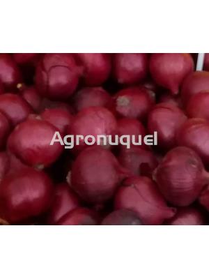 CEBOLLA ROJA ECOLOGICA - Imagen 1