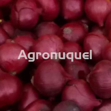 CEBOLLA ROJA ECOLOGICA - Imagen 1