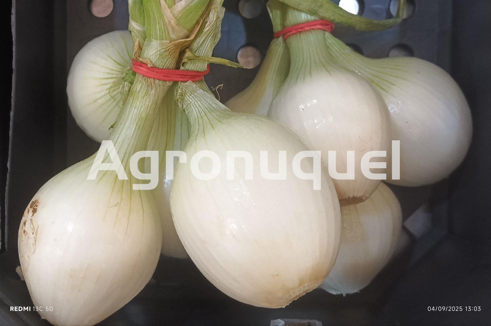 CEBOLLETA - Imagen 1