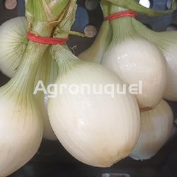 CEBOLLETA - Imagen 1