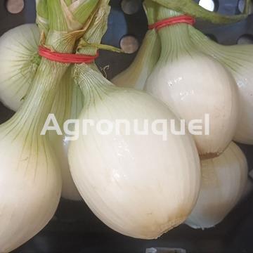 CEBOLLETA - Imagen 1