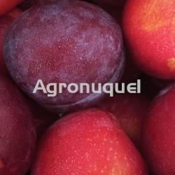 CIRUELA ROJA - Imagen 1