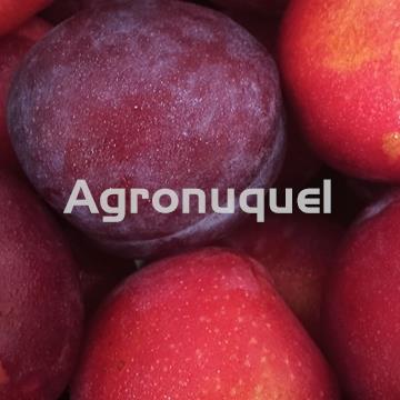 CIRUELA ROJA - Imagen 1