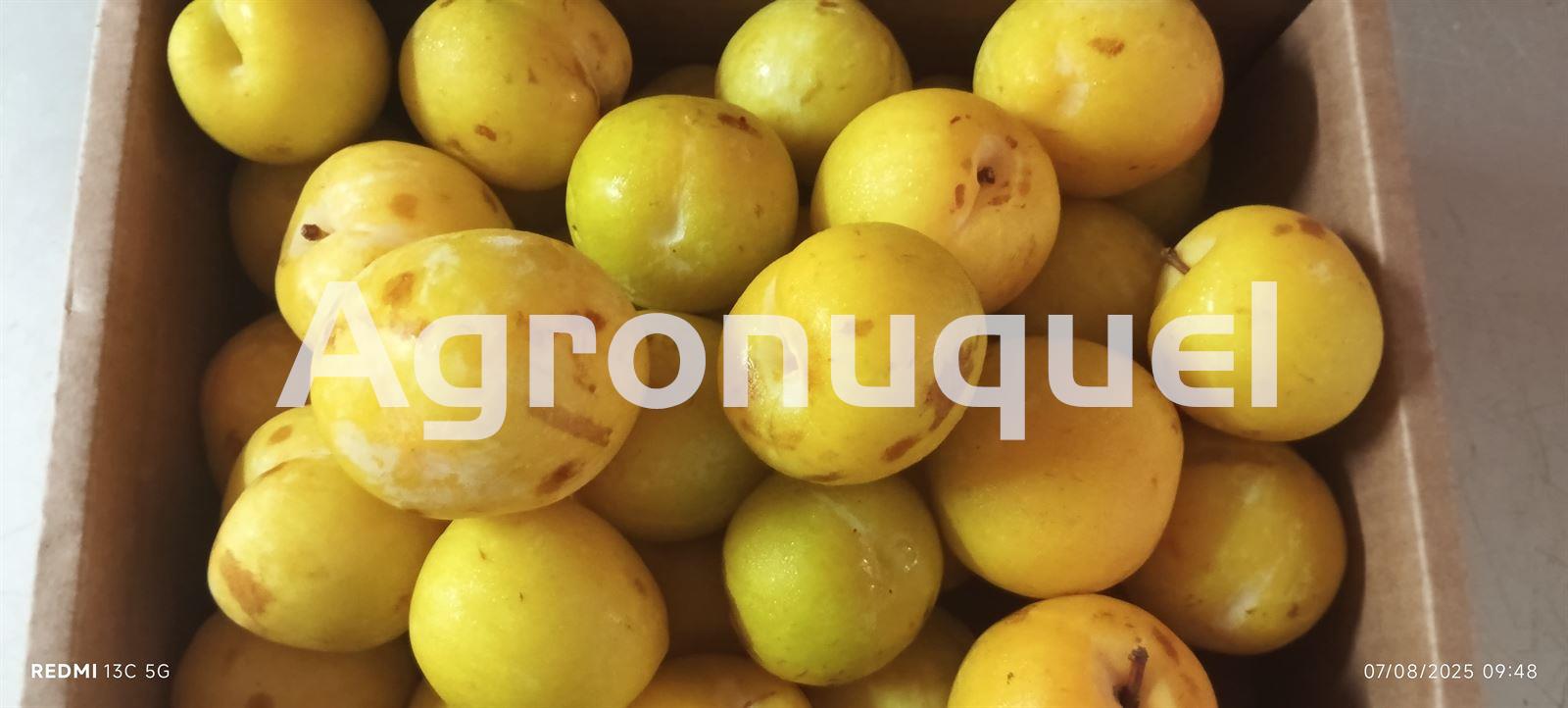CIRUELAS AMARILLAS - Imagen 1