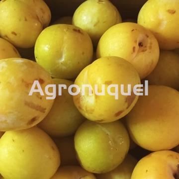 CIRUELAS AMARILLAS - Imagen 1