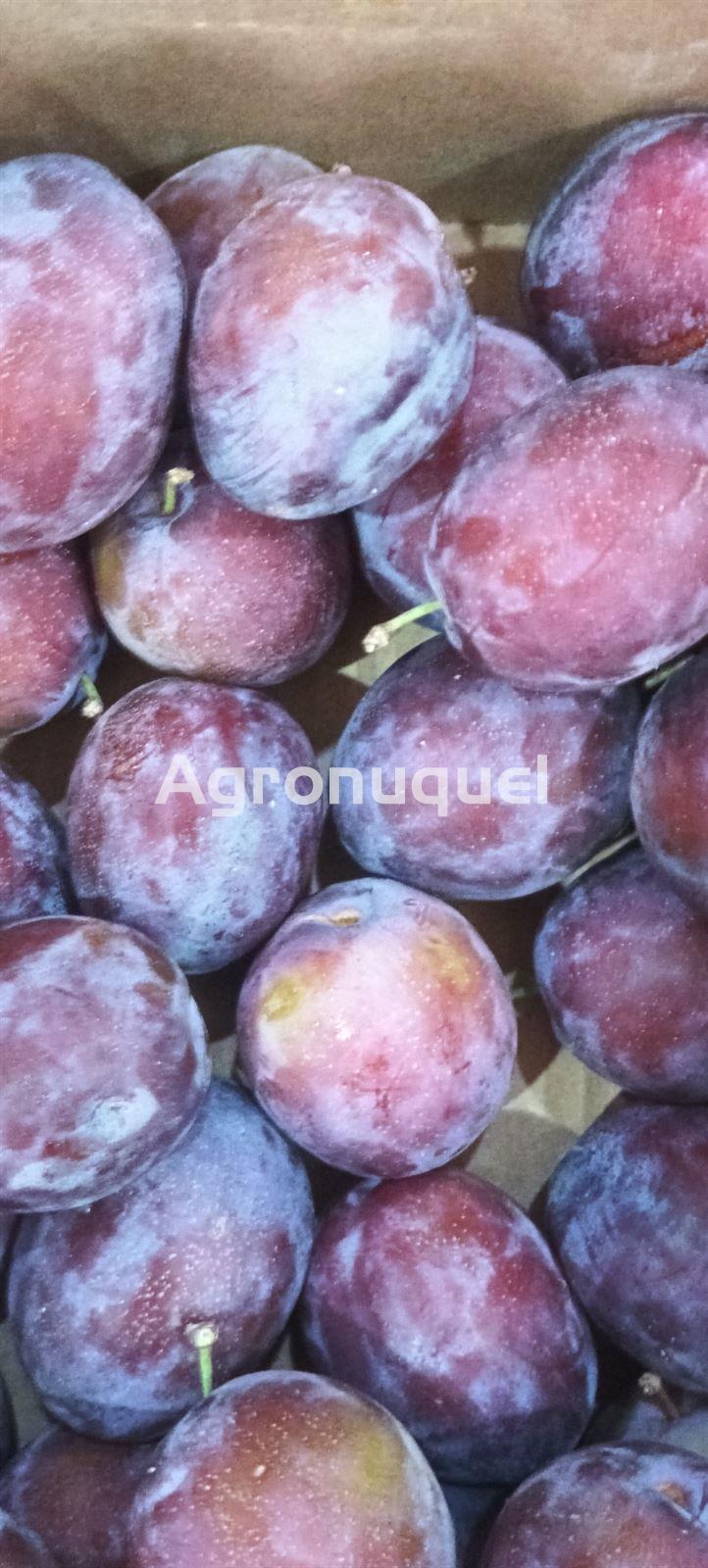 CIRUELAS FRAILE - Imagen 1