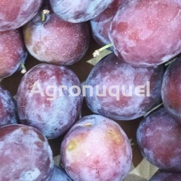 CIRUELAS FRAILE - Imagen 1