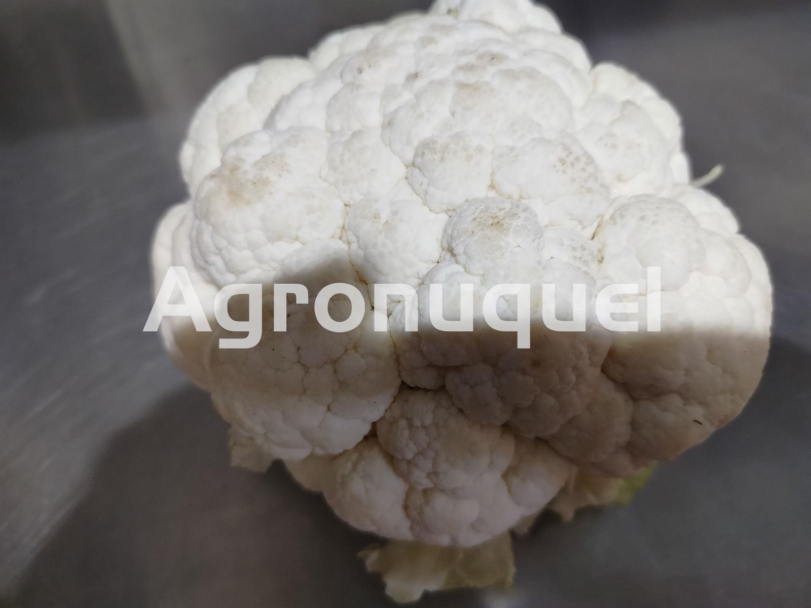 Coliflor - Imagen 1