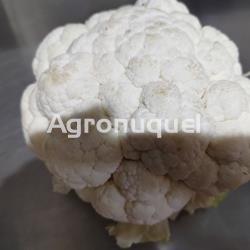 Coliflor - Imagen 1