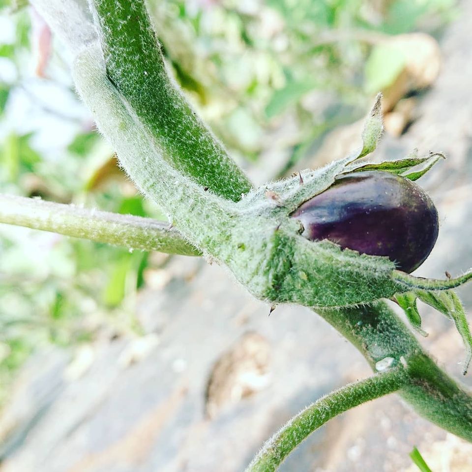 Agronuquel, tu tienda de productos ecológicos