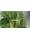 GRELO ECOLOGICO - Imagen 2