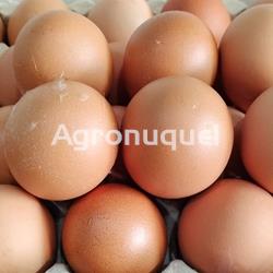 HUEVO CAMPERO DOCENA - Imagen 1