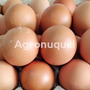 HUEVO CAMPERO DOCENA - Imagen 1