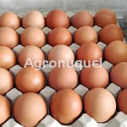 HUEVO CAMPERO DOCENA - Imagen 2