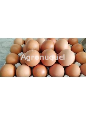 HUEVO CAMPERO MEDIA DOCENA - Imagen 1