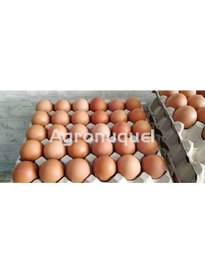 HUEVO CAMPERO MEDIA DOCENA - Imagen 2