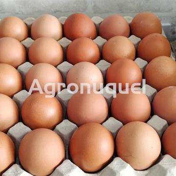 HUEVO CAMPERO MEDIA DOCENA - Imagen 2