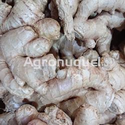 Jengibre ECOLÓGICO - Imagen 1