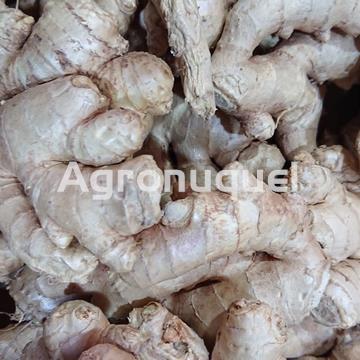 Jengibre ECOLÓGICO - Imagen 1