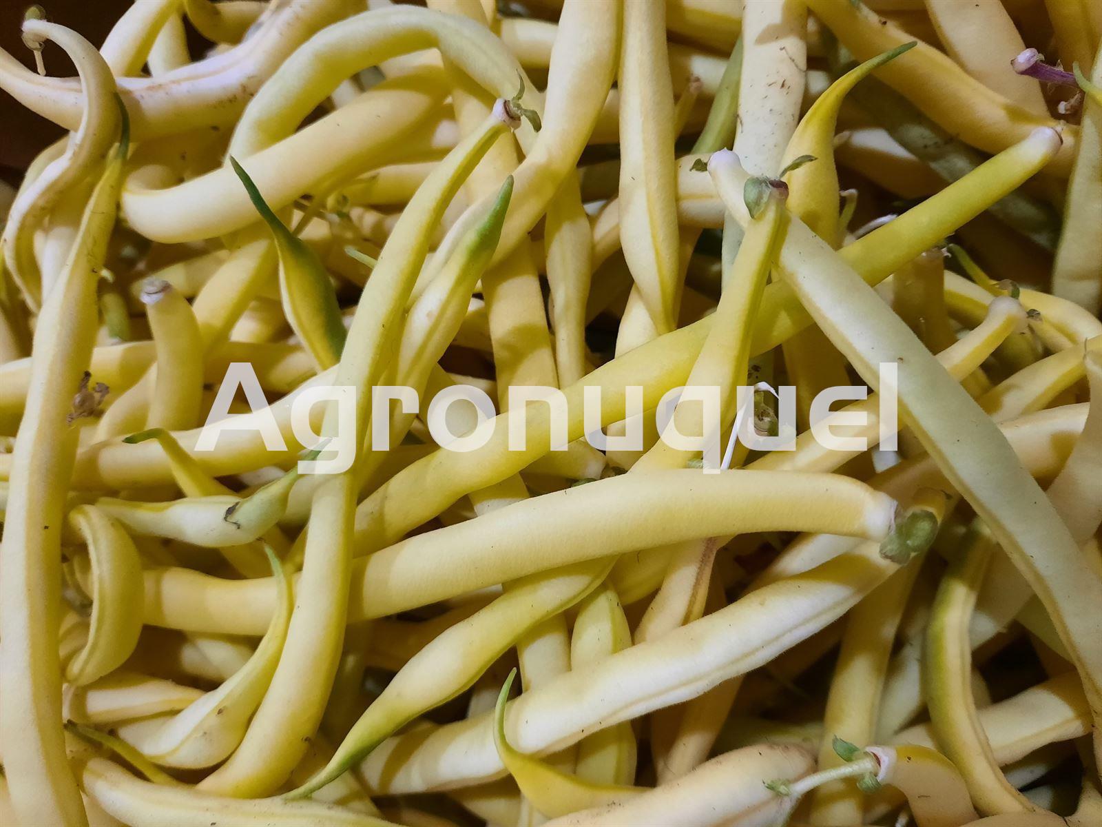 JUDIA REDONDA AMARILLA - Imagen 1
