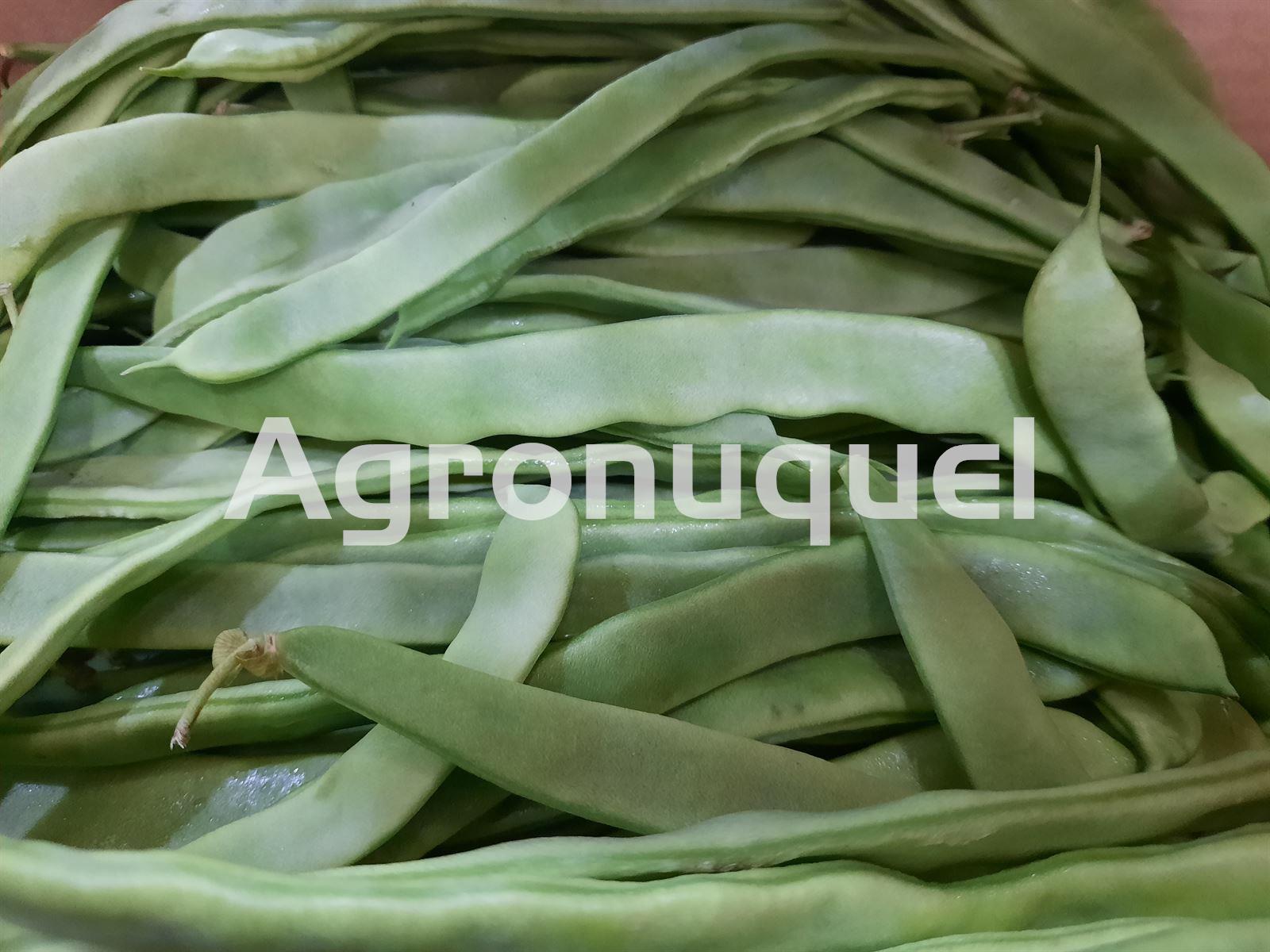 JUDIA VERDE PLANA - Imagen 1
