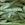 JUDIA VERDE PLANA - Imagen 1