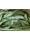 JUDIA VERDE PLANA - Imagen 1